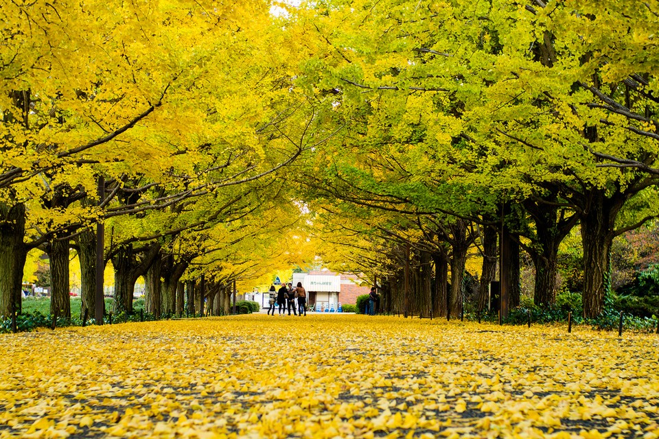Showa Memorial Park (Showa Kinen Park) autumn, best autumn spots in tokyo (1)