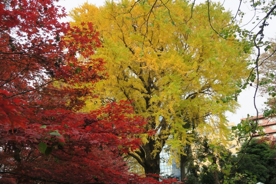 Yoyogi Koen (Yoyogi Park) autumn (1)