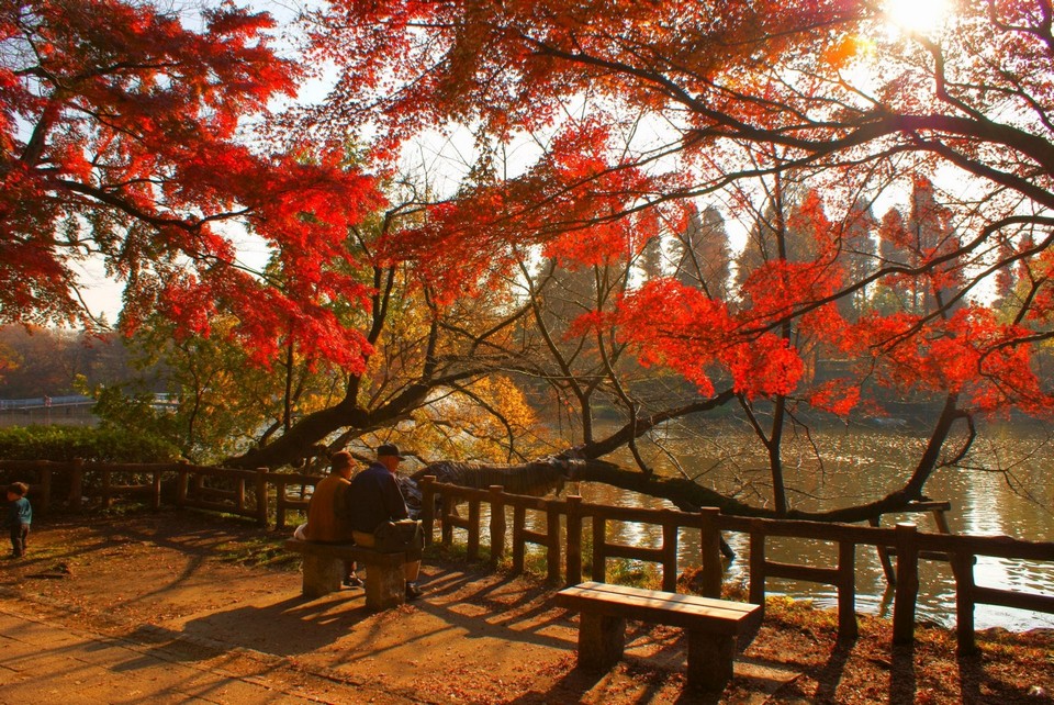 Yoyogi Koen (Yoyogi Park) autumn (3)