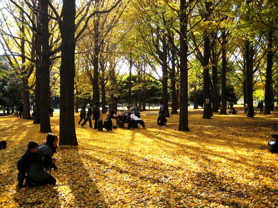 Yoyogi Koen (Yoyogi Park) autumn (9)