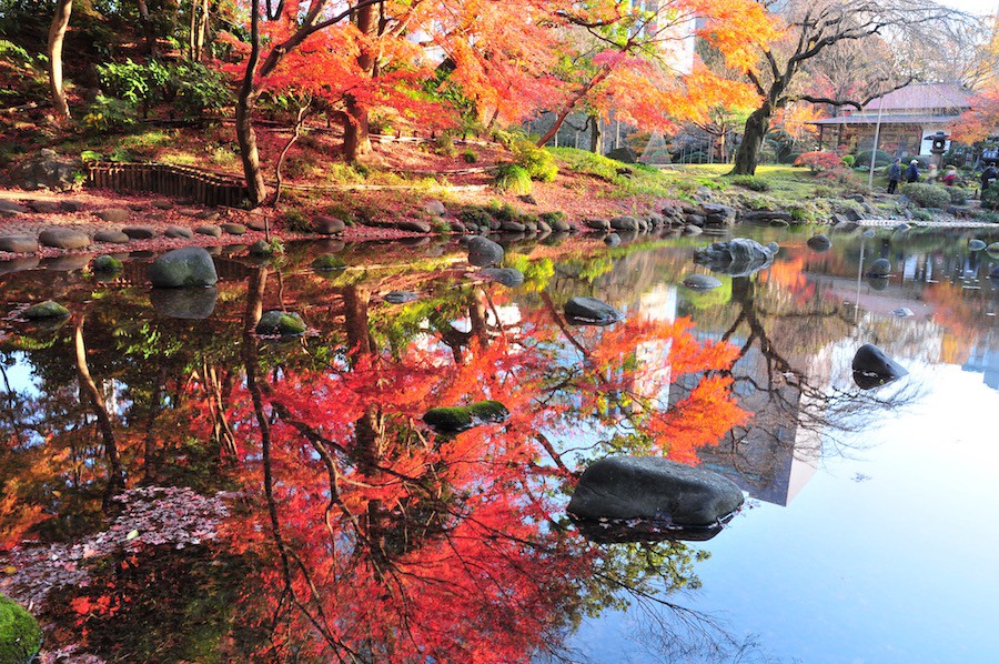 koishikawa korakuen garden autumn (1)