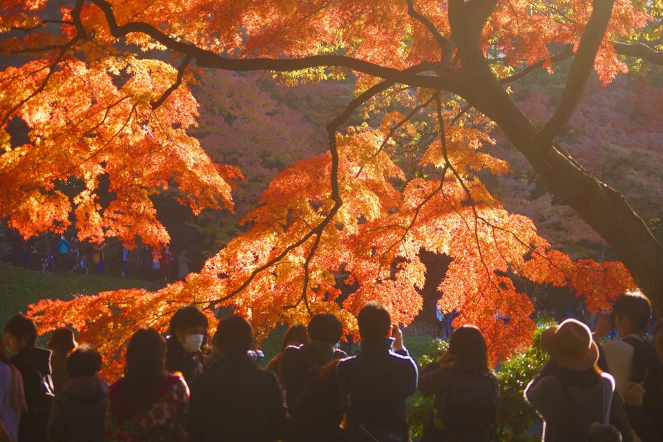 koishikawa korakuen garden autumn (5)