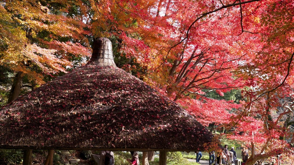 koishikawa korakuen garden autumn (6)