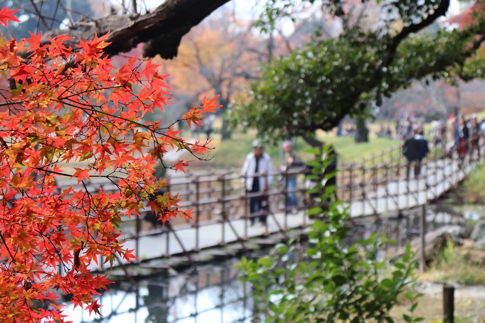 koishikawa korakuen garden autumn (7)