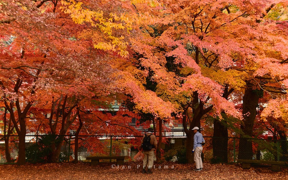 mount takao autumn fall takaosan (3)