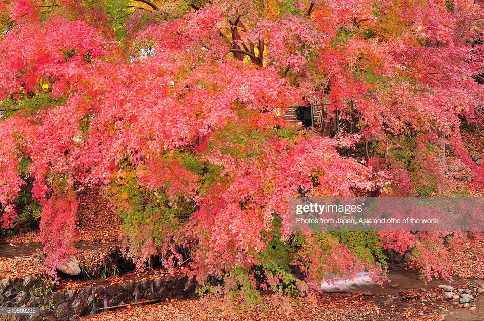 mount takao autumn fall takaosan (3)