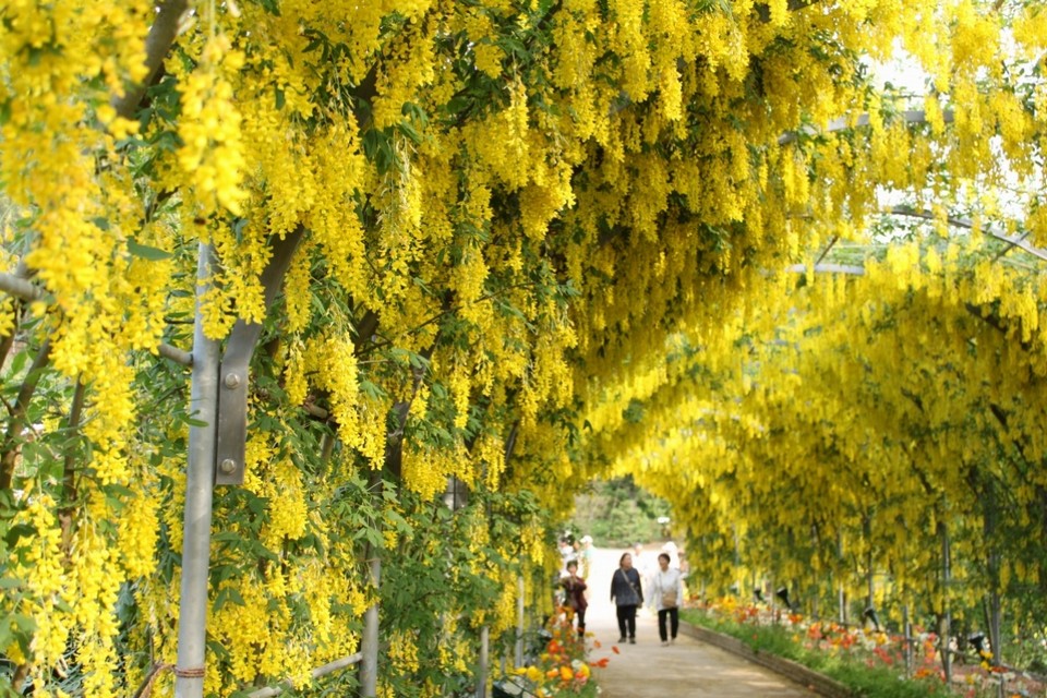 Ashikaga Flower Park autumn,best place to see autumn leaves in japan,best autumn spots in japan