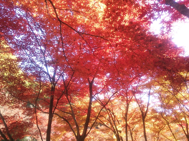 Ashikaga Flower Park autumn,best place to see autumn leaves in japan,best autumn spots in japan