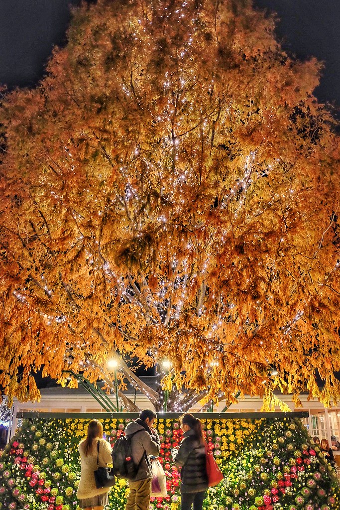 Ashikaga Flower Park autumn,best place to see autumn leaves in japan,best autumn spots in japan