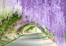 Ashikaga Flower Park autumn,best place to see autumn leaves in japan,best autumn spots in japan