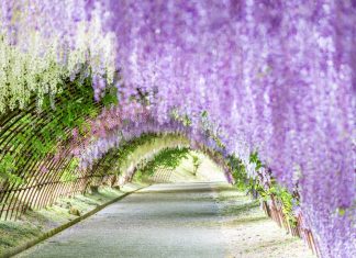 Ashikaga Flower Park autumn,best place to see autumn leaves in japan,best autumn spots in japan