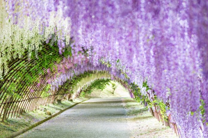 Ashikaga Flower Park autumn,best place to see autumn leaves in japan,best autumn spots in japan