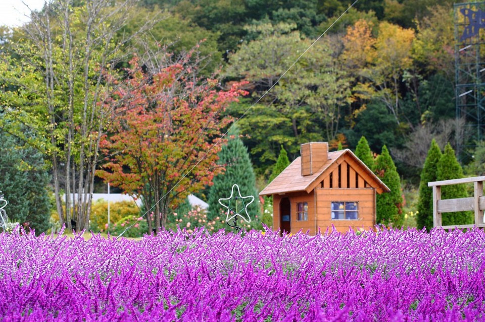 Ashikaga Flower Park autumn,best place to see autumn leaves in japan,best autumn spots in japan