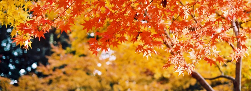 Mt. Jeans Nasu autumn (1)