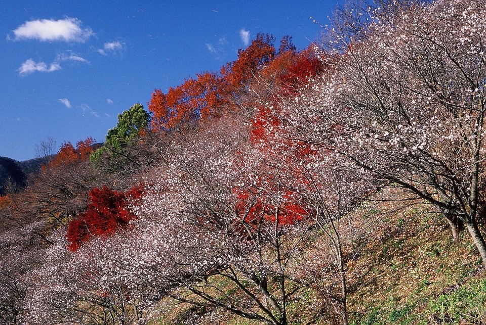 Sakurayama Park (1)