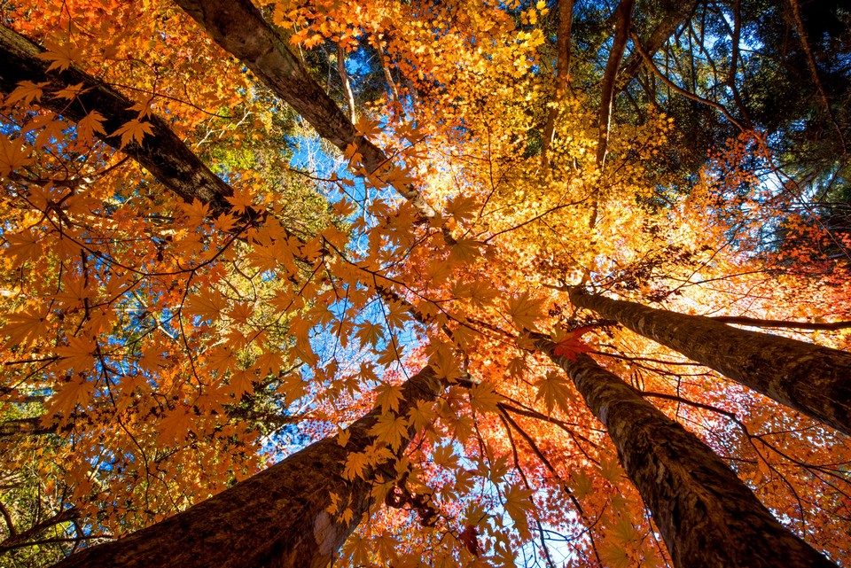 Yatsugatake Chushin-Kogen Quasi-National Park (1)
