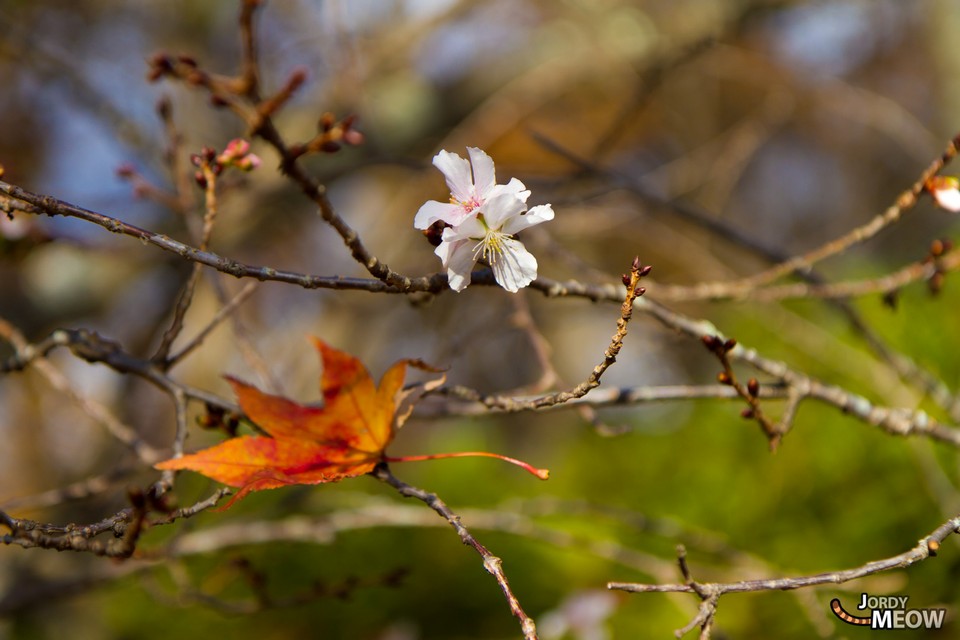 sakura-and-autumn-leave