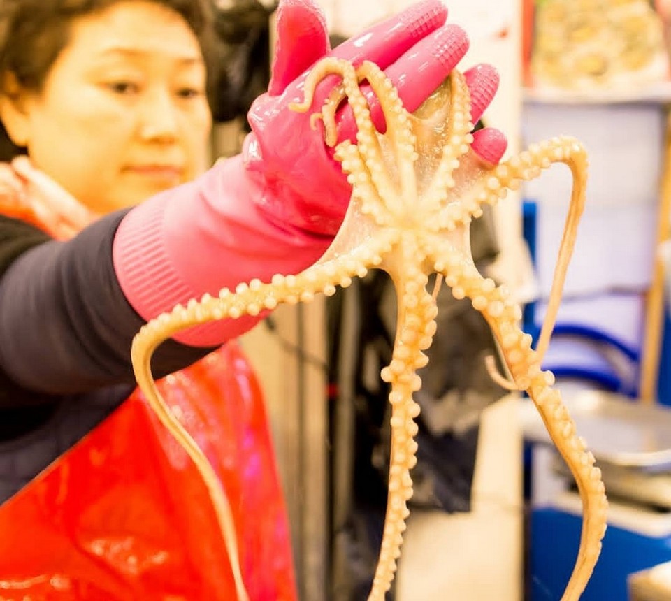 Live Octopus Sashimi jeju (1)