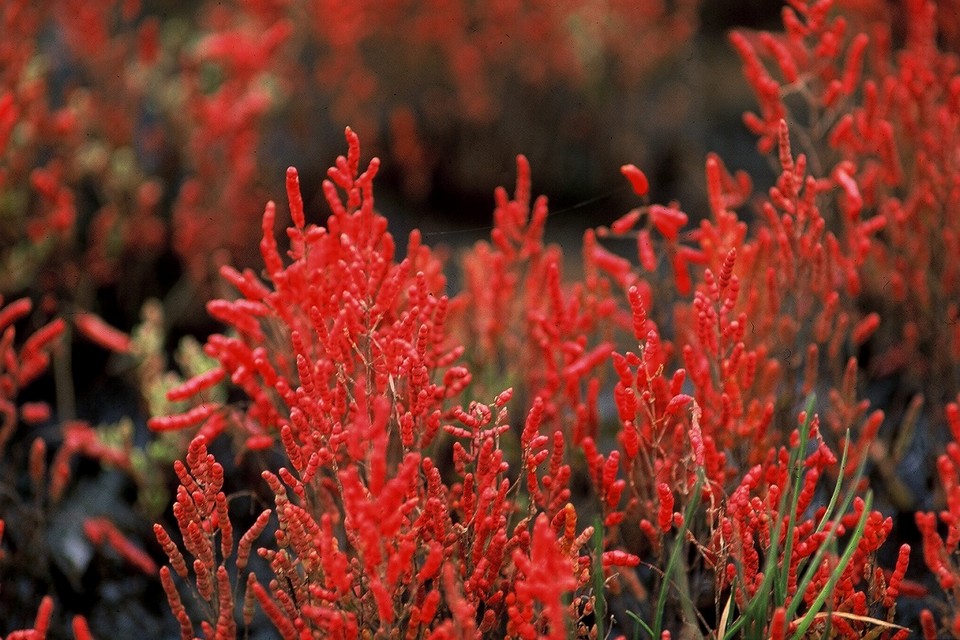 Coral Grass Colonies at Lake Notoro (1)