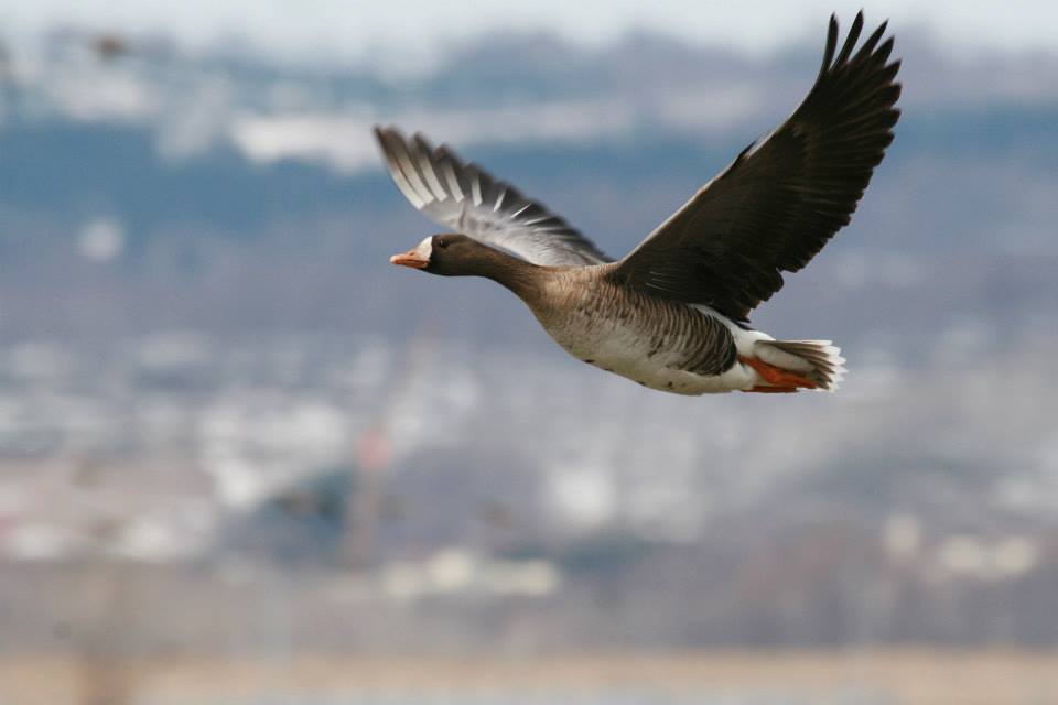 Watch birds flying at Miyajima-muna park (2)