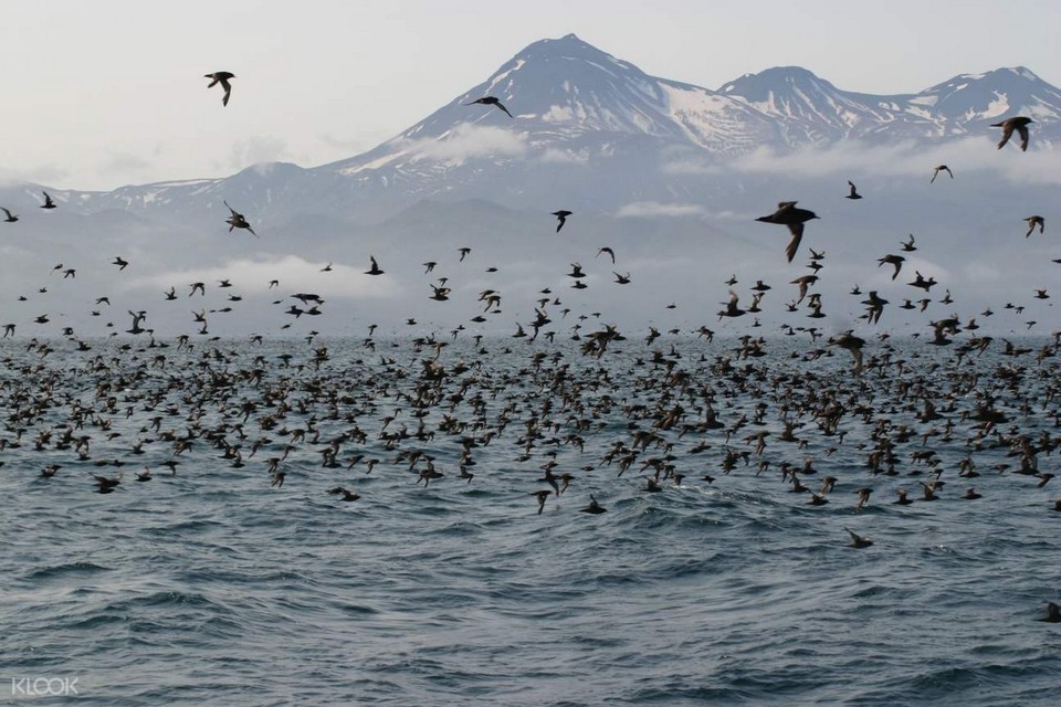 bali hokkaido bird migration (1)