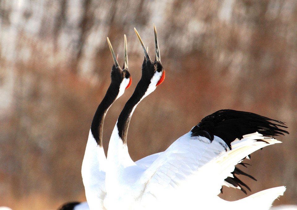 bali hokkaido bird migration (1)