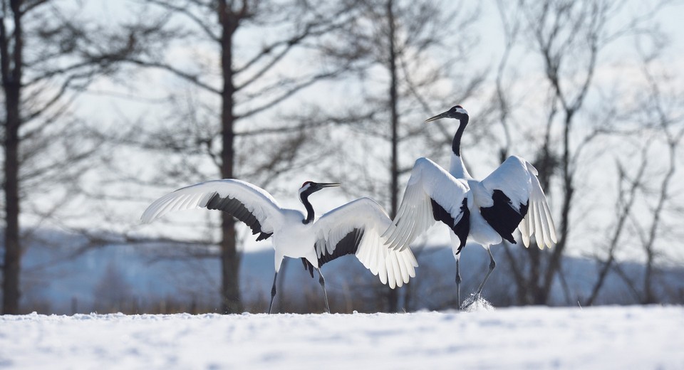 bali hokkaido bird migration (1)