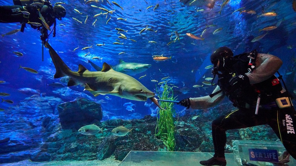 SEA LIFE Busan Aquarium