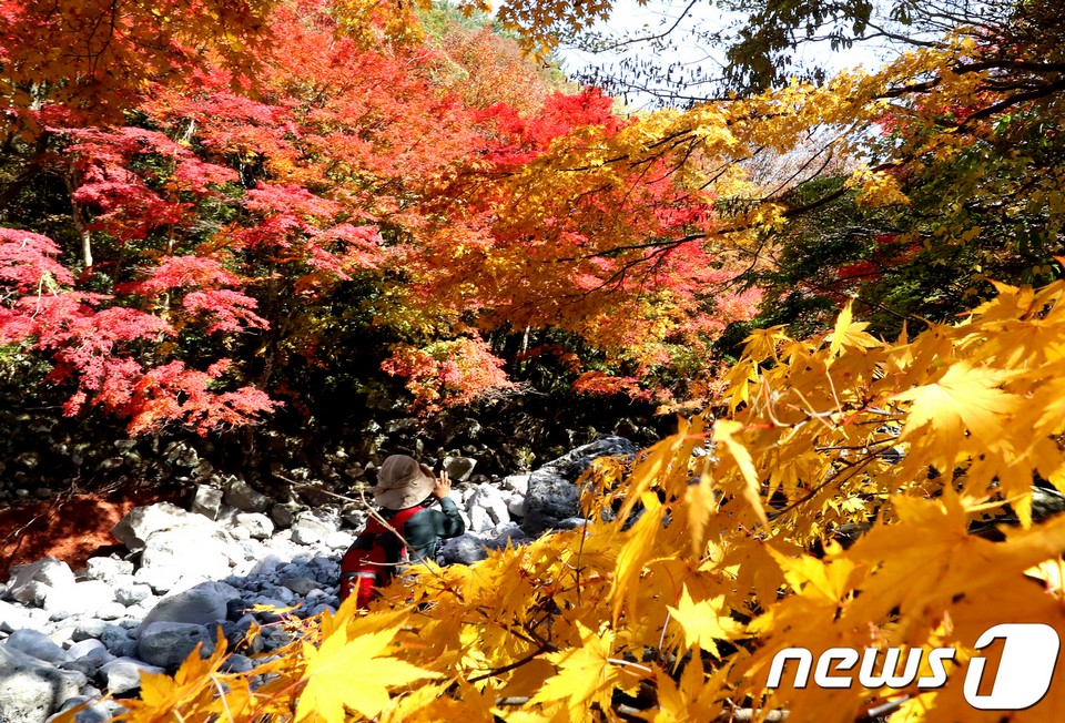 Cheon A Valley,jeju autumn foliage,jeju autumn itinerary,jeju autumn month,jeju fall foliage,jeju autumn foliage (1)