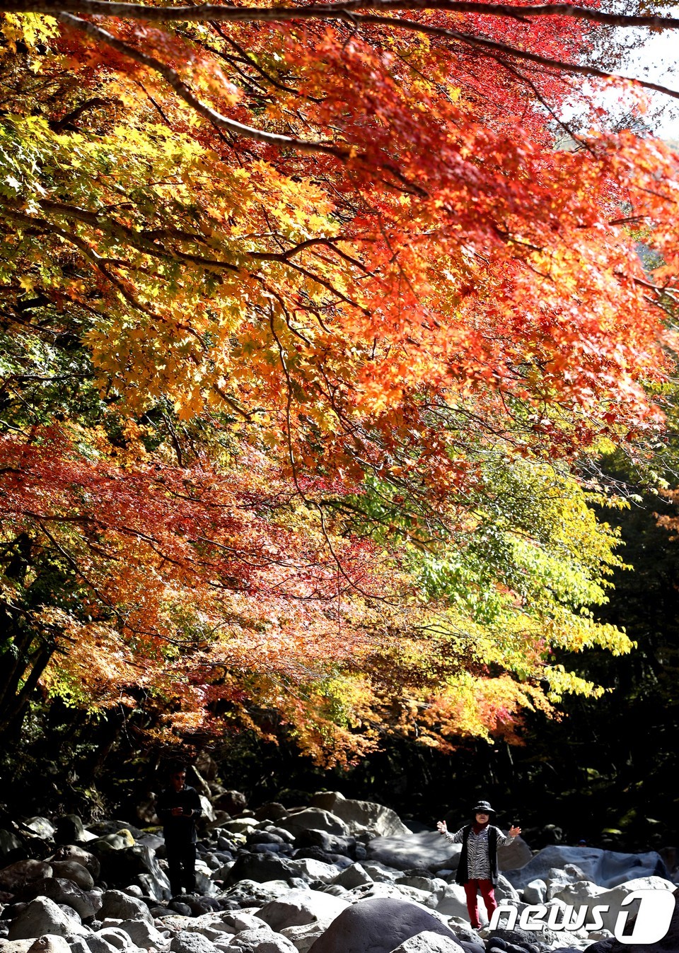 Cheon A Valley,jeju autumn foliage,jeju autumn itinerary,jeju autumn month,jeju fall foliage,jeju autumn foliage (1)