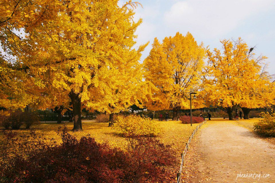 jeju autumn foliage,jeju autumn itinerary,jeju autumn month,jeju fall foliage,jeju autumn foliage (8)