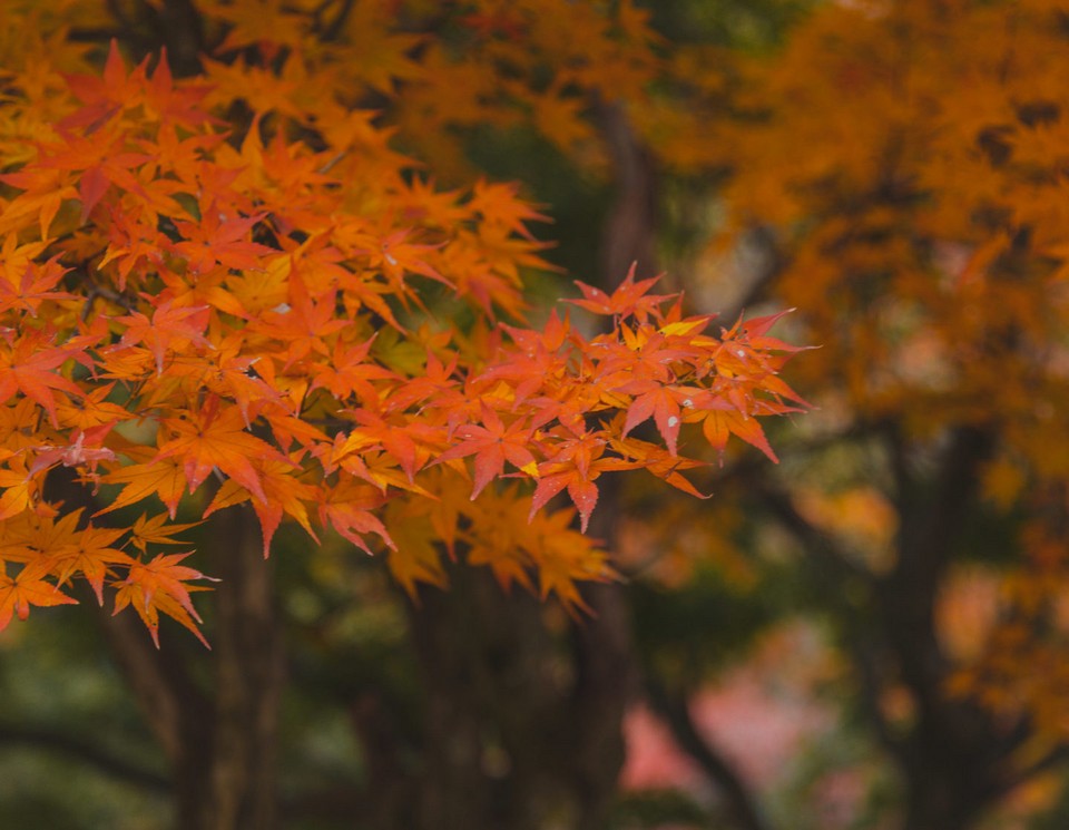 jeju autumn foliage,jeju autumn itinerary,jeju autumn month,jeju fall foliage,jeju autumn foliage (8)