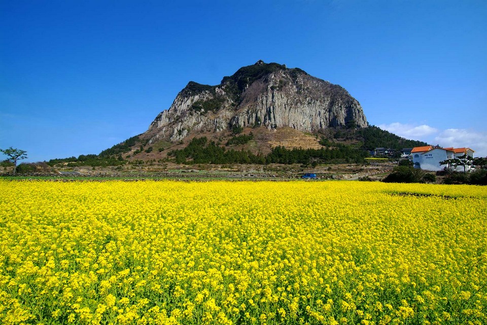 jeju autumn foliage,jeju autumn itinerary,jeju autumn month,jeju fall foliage,jeju autumn foliage (8)