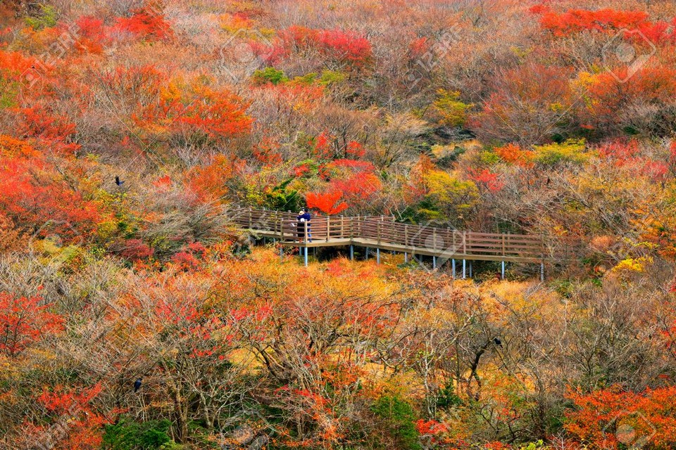 jeju autumn foliage,jeju autumn itinerary,jeju autumn month,jeju fall foliage,jeju autumn foliage