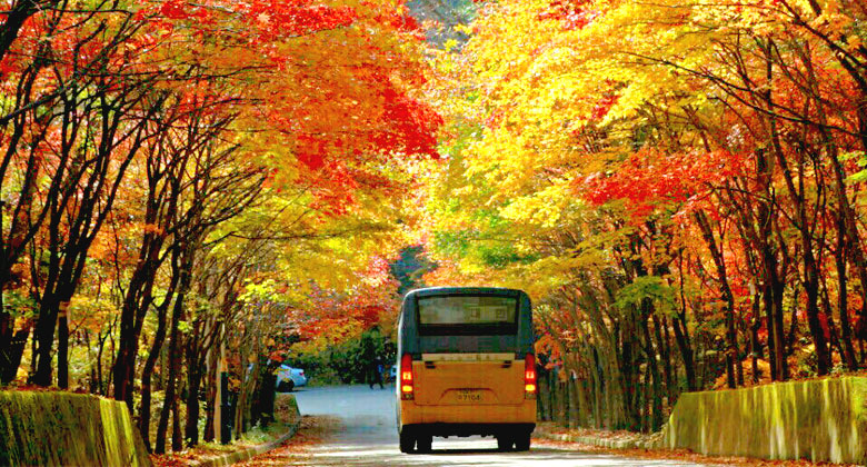 jeju autumn foliage,jeju autumn itinerary,jeju autumn month,jeju fall foliage,jeju autumn foliage