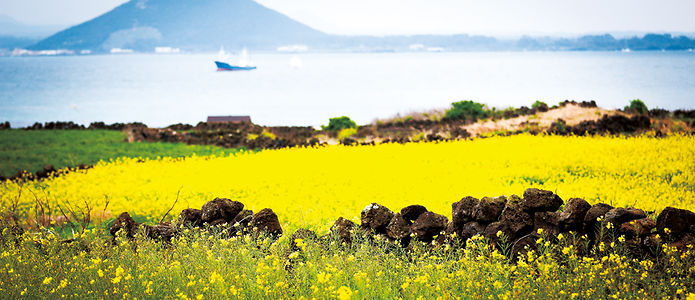 jeju autumn foliage,jeju autumn itinerary,jeju autumn month,jeju fall foliage,jeju autumn foliage (8)