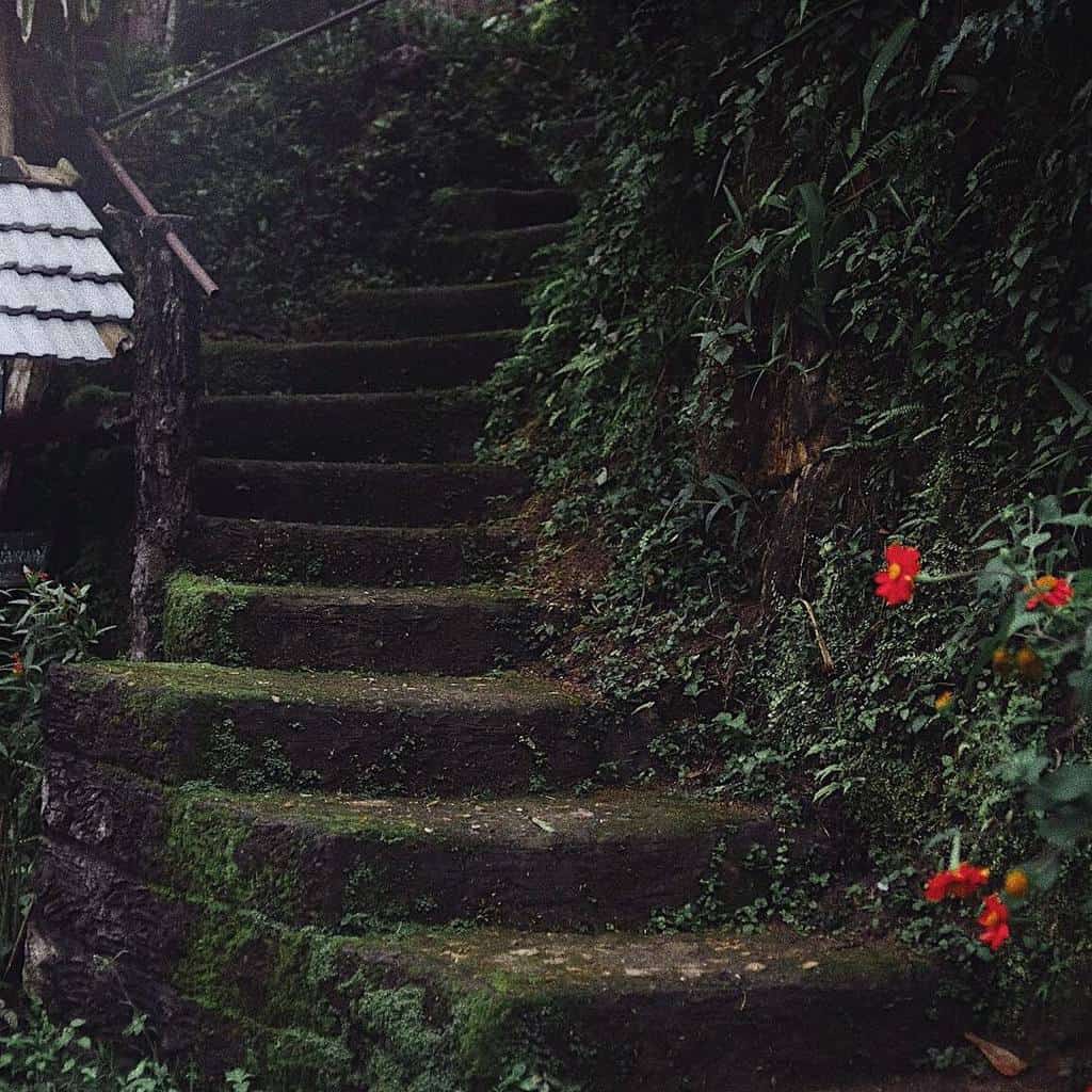 Kampong Coffee and Homestay,best hostels in chiang mai,cheap homestay in chiang mai,top hostels in chiang mai (37)