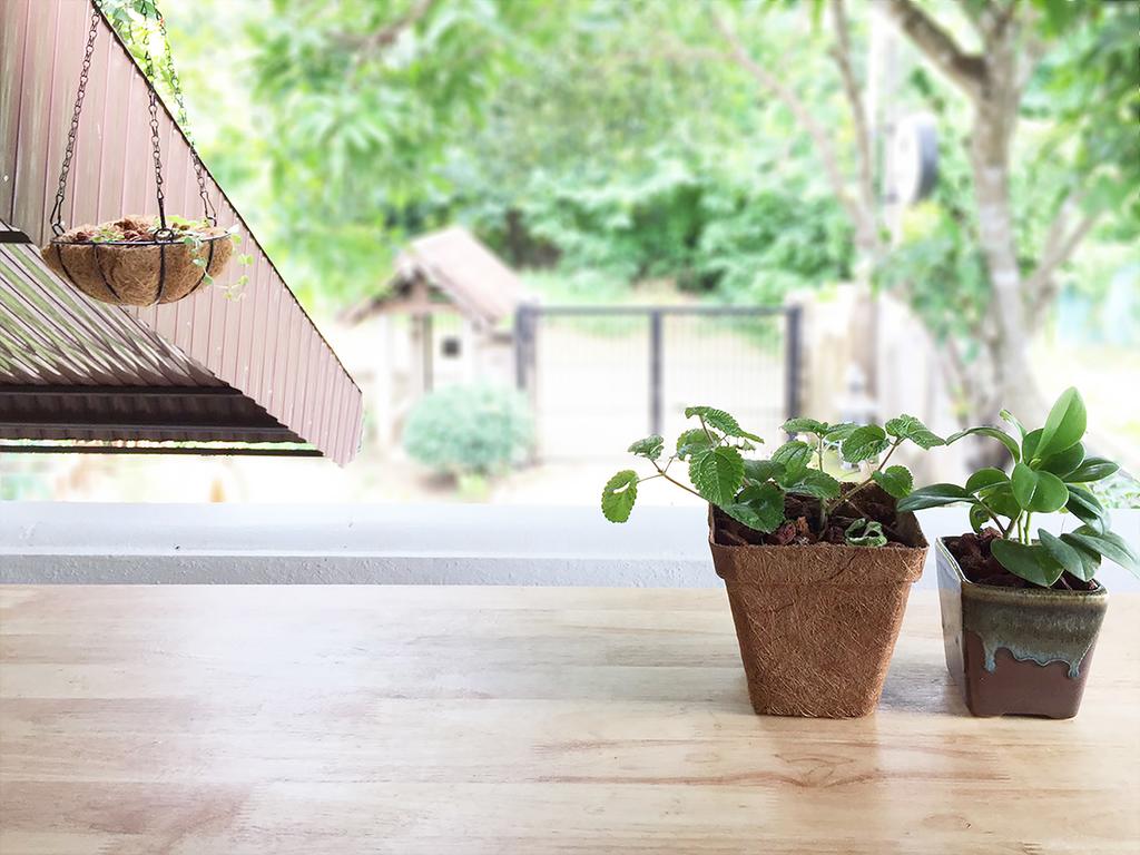 Squirrel Hostel chiang mai (3)