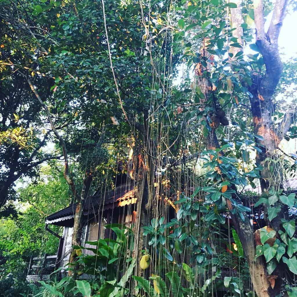 Top hostels in Chiang Mai Viva Chiang Mai HomeStay (23)