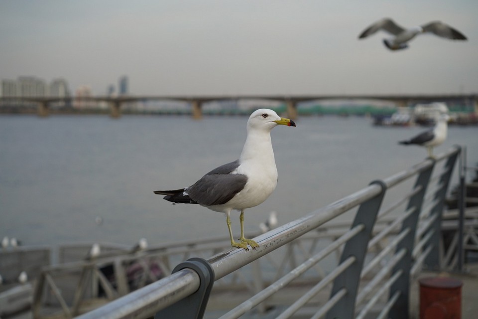 seoul han river picnic,sunset,night,things to do in seoul at night