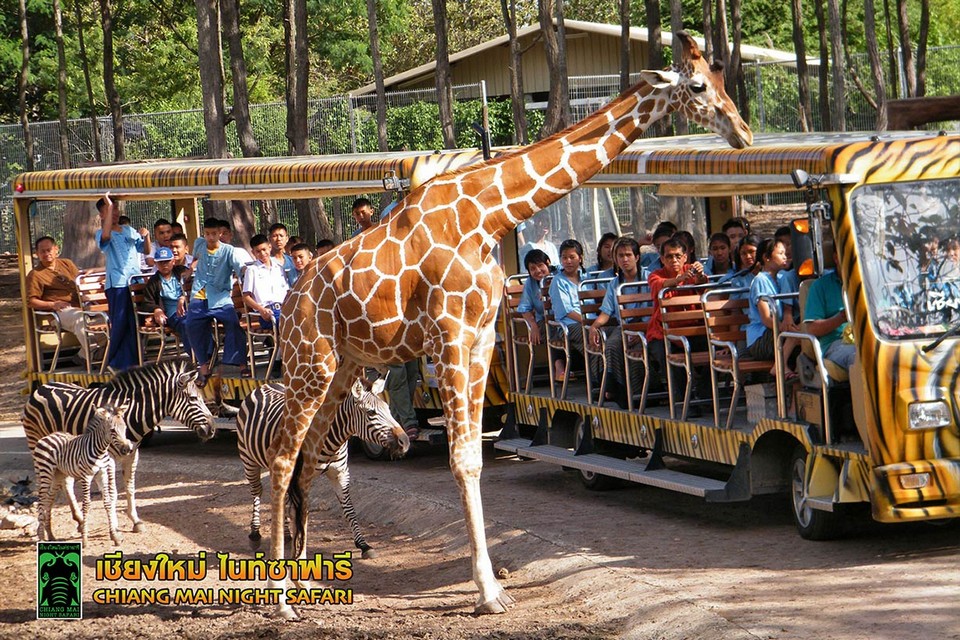 Top places to visit in Chiang Mai Chiang Mai Night Safari (4)