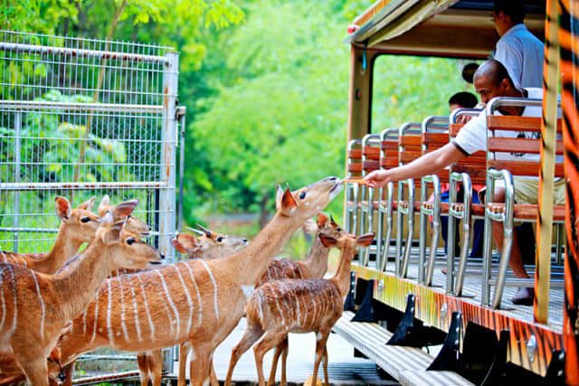 Top places to visit in Chiang Mai Chiang Mai Night Safari (6)