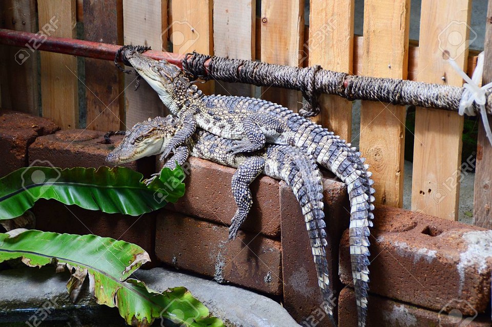 Top places to visit in Chiang Mai Chiang Mai Zoo Aquarium (1)