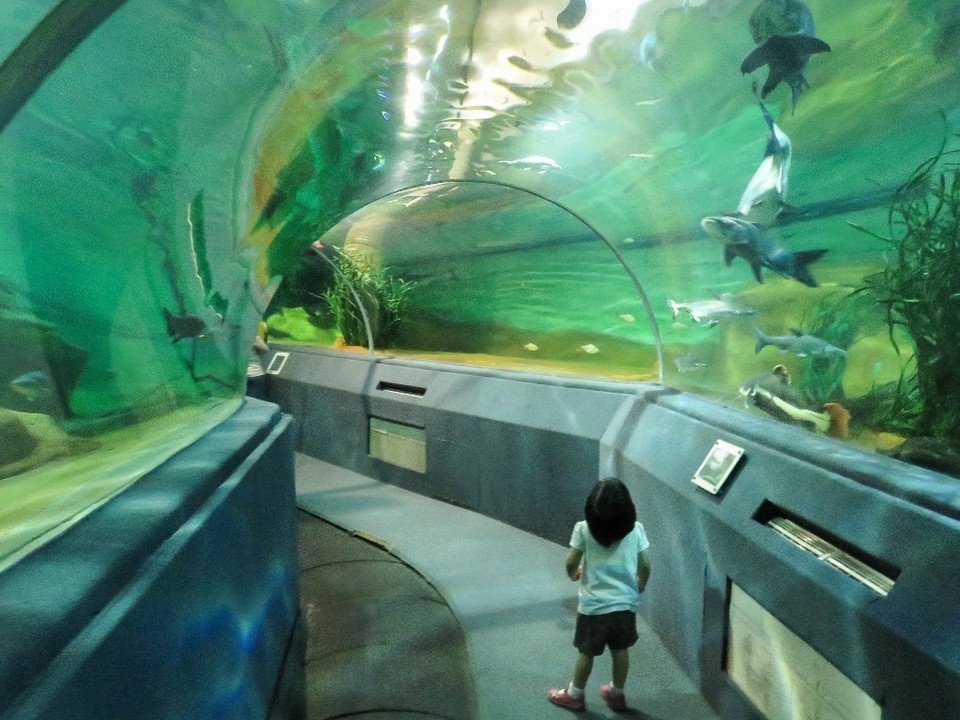 Top places to visit in Chiang Mai Chiang Mai Zoo Aquarium (2)