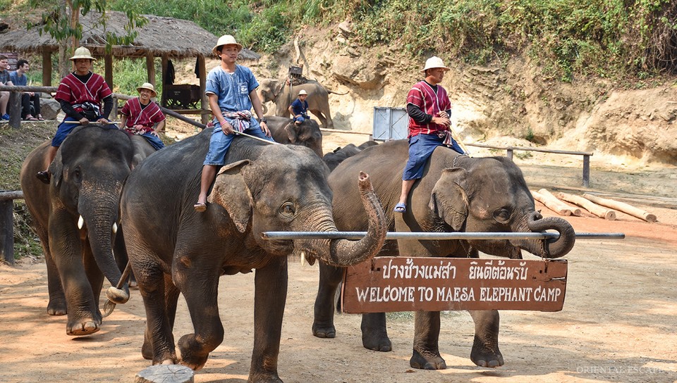 Where to go in Chiang Mai Maesa Elephant Camp (1)