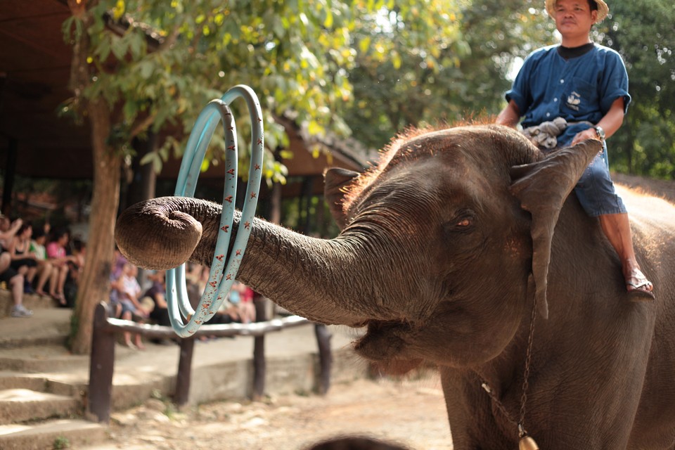Where to go in Chiang Mai Maesa Elephant Camp (3)