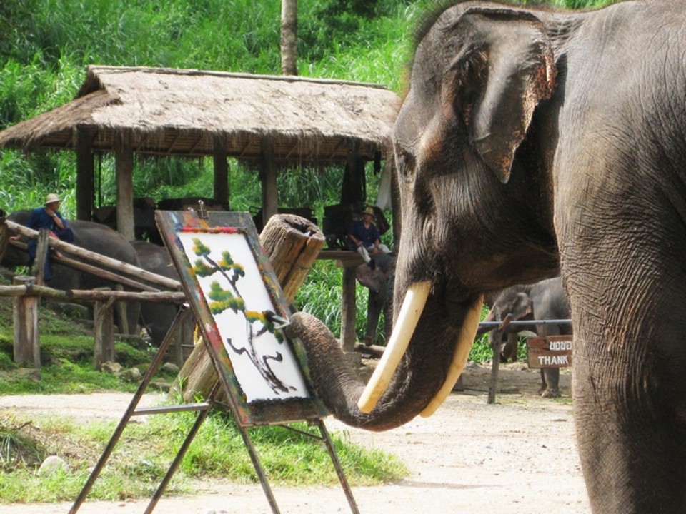 Where to go in Chiang Mai Maesa Elephant Camp (5)
