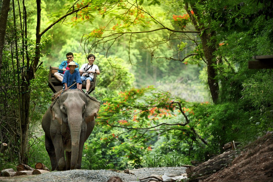 Where to go in Chiang Mai Maesa Elephant Camp (6)