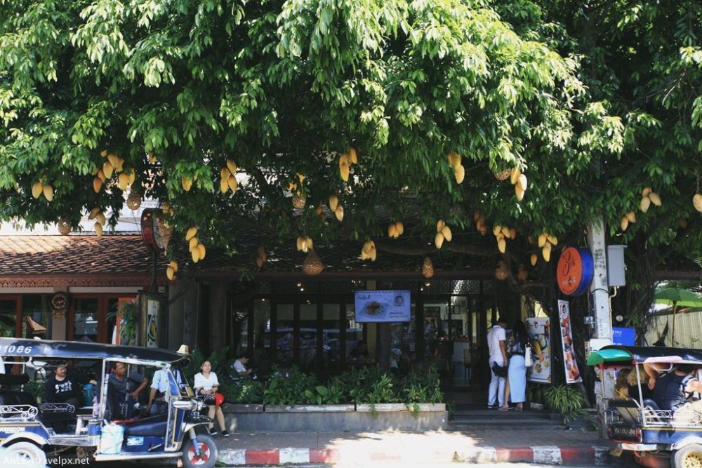 chiang mai cafe (1)