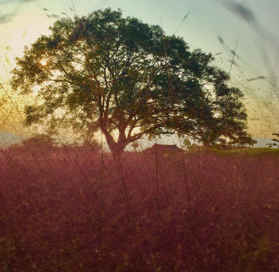 Cheomseongdae muhly pink grass (1)